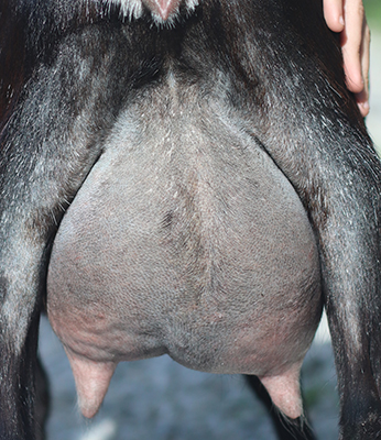 Lesperance Black Sabbath 